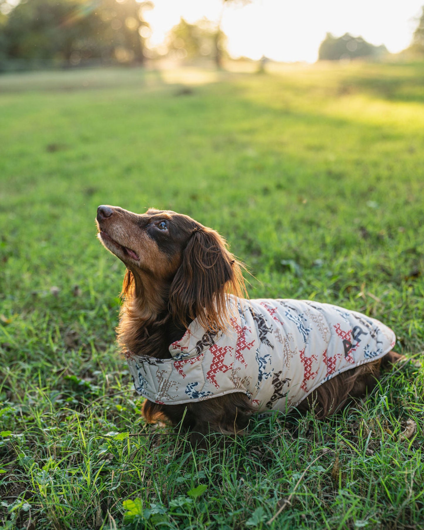 Dog wearing a patterned coat sitting on grass with a blurred natural background