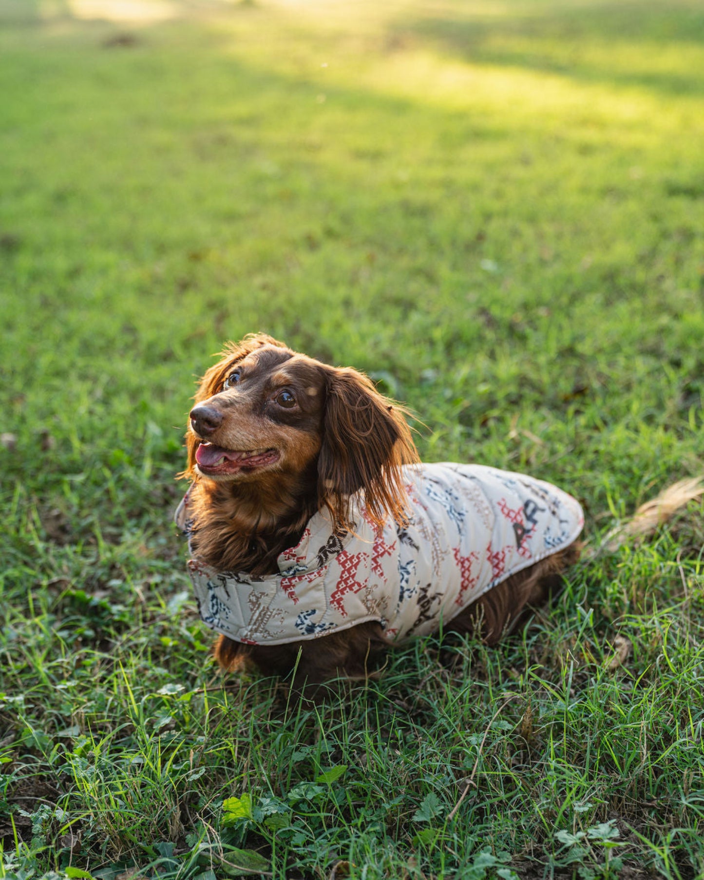 Dog wearing a patterned coat sitting on grass