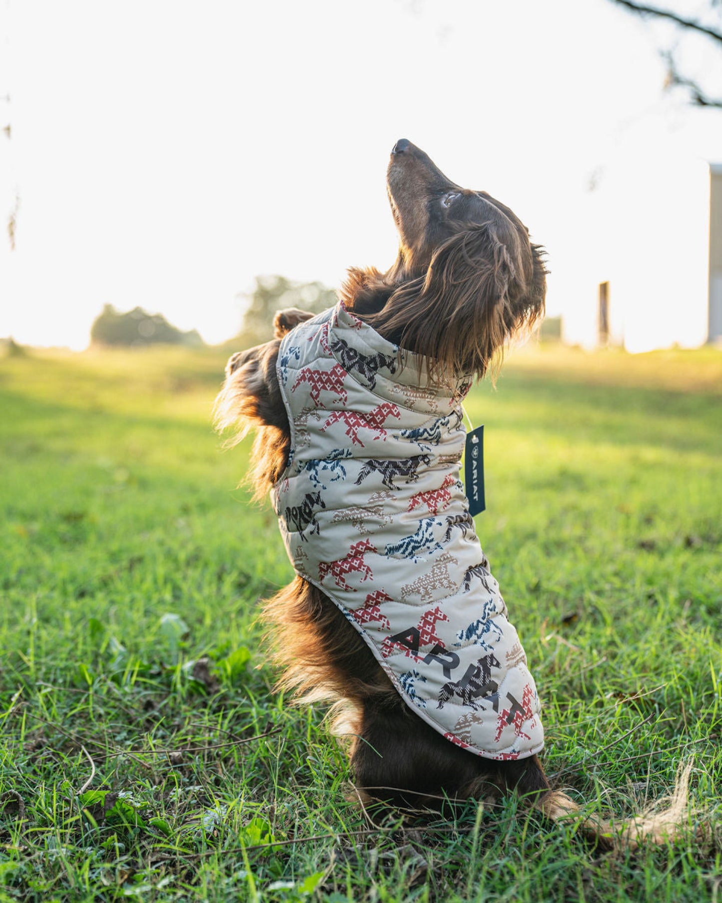 Dog wearing a patterned coat in a grassy field