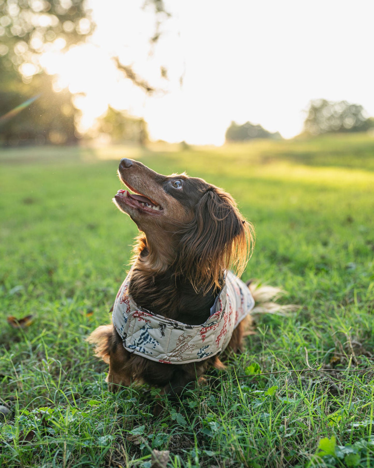 Dog wearing a bandana in a grassy field with a sunset in the background