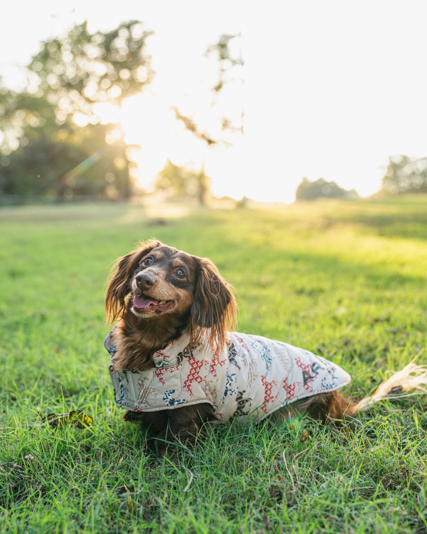 Dog wearing a floral-patterned coat sitting on grass with trees in the background