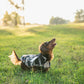 Dog wearing a sweater in a grassy field with trees in the background