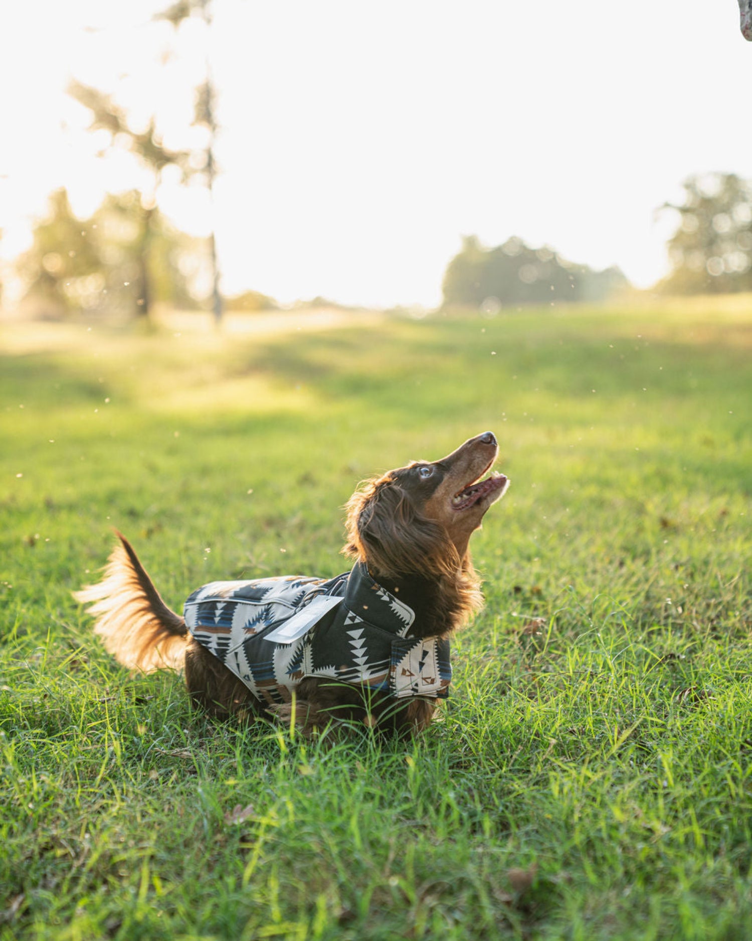Dog wearing a sweater in a grassy field with trees in the background