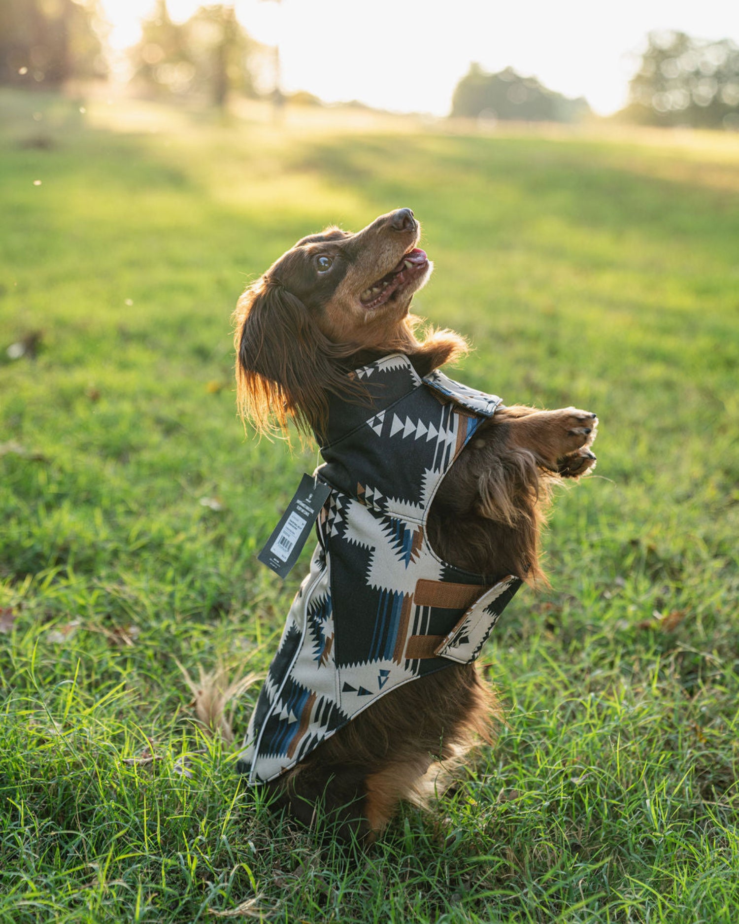 Dog wearing a patterned sweater standing on a grassy field with sunlight filtering through.