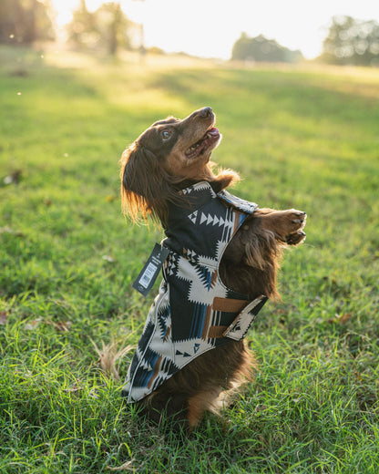 Dog wearing a patterned sweater standing on a grassy field with sunlight filtering through.
