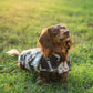 Dog wearing a sweater standing on a grassy field