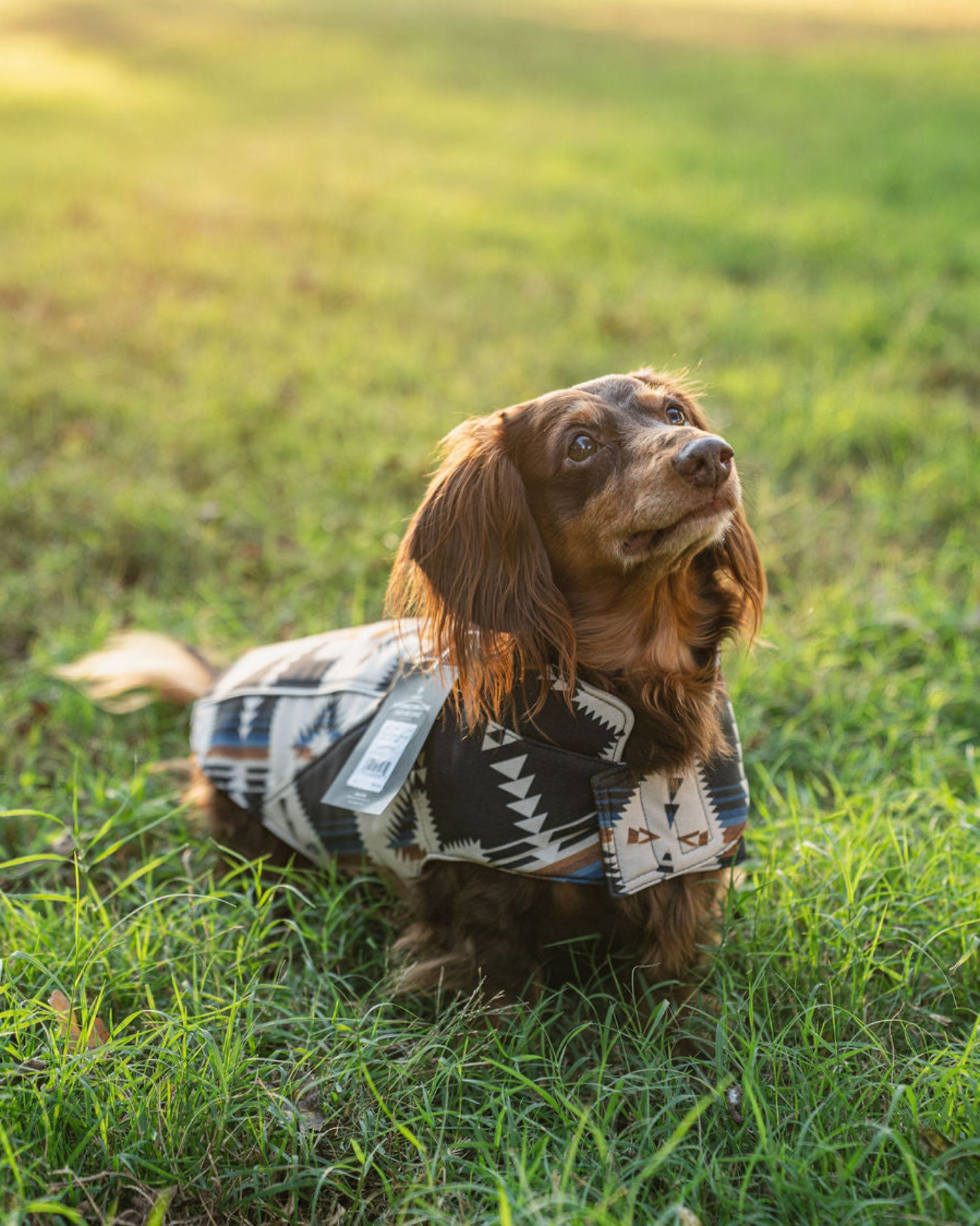 Dog wearing a sweater standing on a grassy field