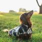 Dog wearing a patterned sweater in a grassy field