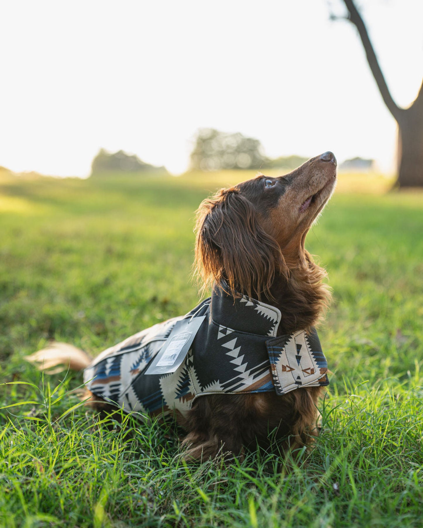Dog wearing a patterned sweater in a grassy field