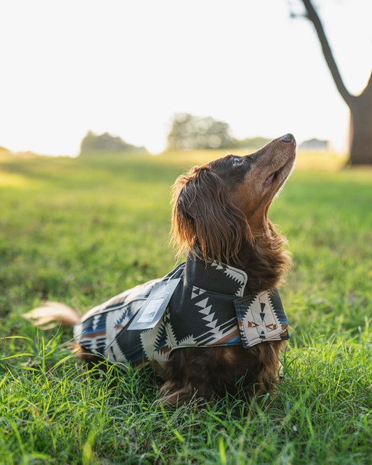 Dog wearing a patterned sweater in a grassy field