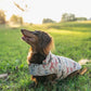 Dog wearing a patterned shirt standing on grass with a blurred background