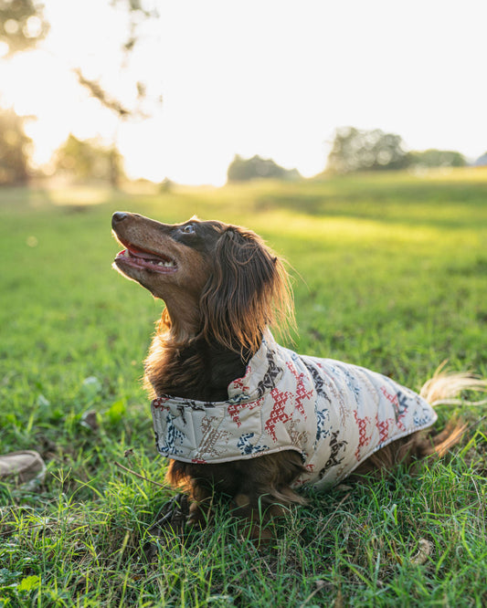Dog wearing a patterned shirt standing on grass with a blurred background