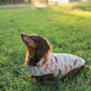 Dog wearing a patterned coat sitting on grass with a blurred natural background