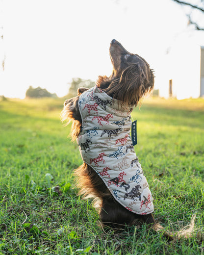 Dog wearing a patterned coat in a grassy field