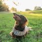 Dog wearing a bandana in a grassy field with a sunset in the background