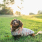 Dog wearing a floral-patterned coat sitting on grass with trees in the background